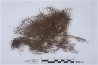 藏品(尼泊爾耳葉蘚)的圖片